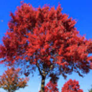 Meet your Posher, Leigh-anne